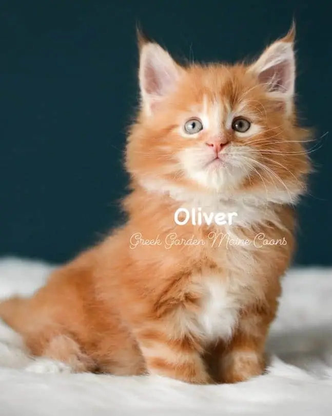 Kittens 8 Greek Garden Oliver 7 Weeks