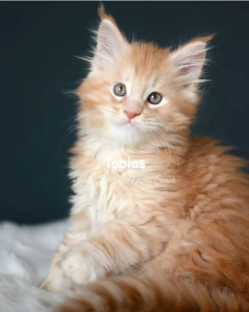 Kittens 27 GreekGarden Tobias, 8 Weeks Old