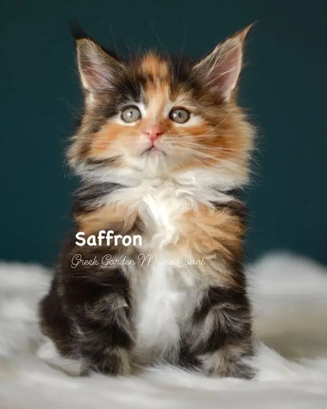 Kittens 18 Greek Garden Saffron 7 Weeks