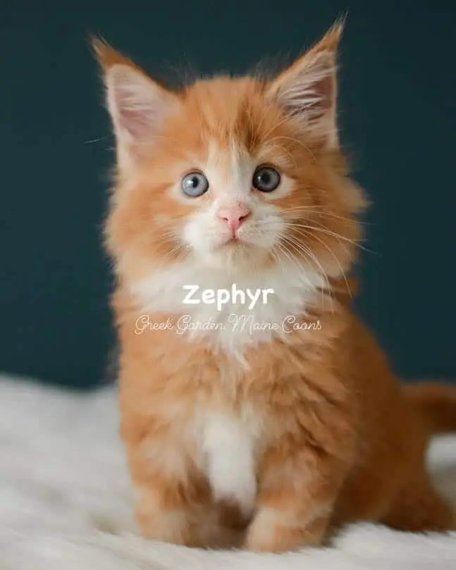 Kittens 20 Greek Garden Zephyr 7 Weeks