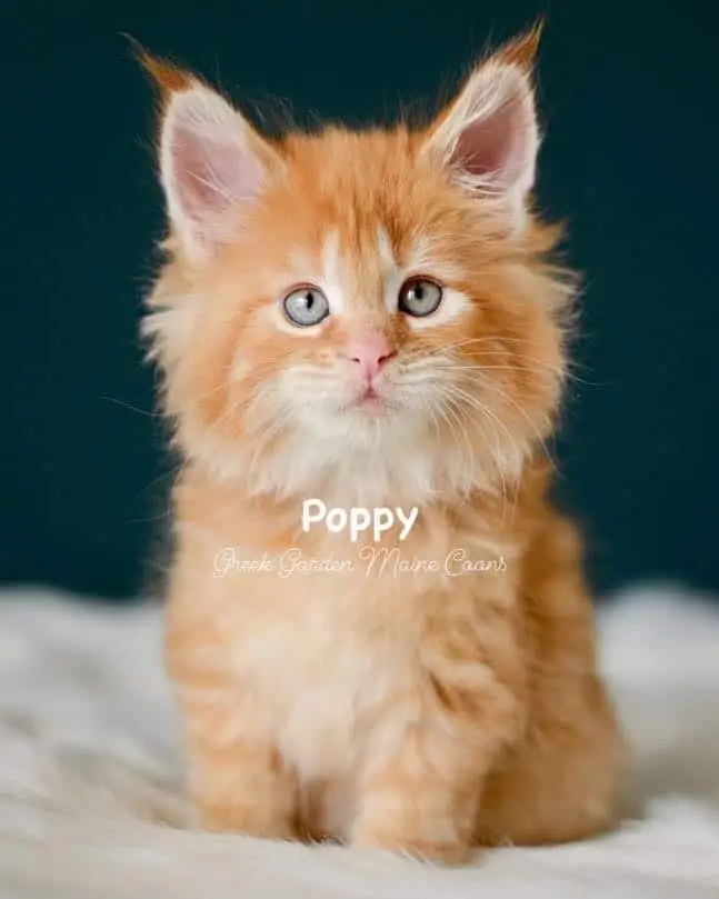 Kittens 16 Greek Garden Poppy 7 Weeks