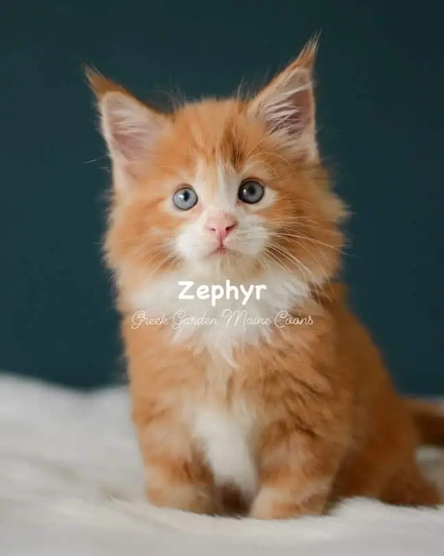 Kittens 21 Greek Garden Zephyr 7 Weeks