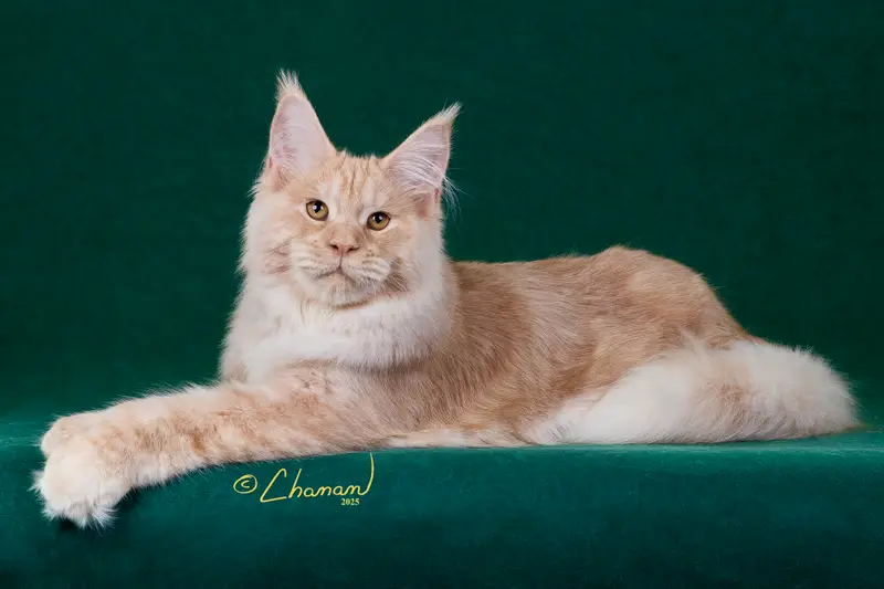 Kronos 10 King Kronos at 6 months of age