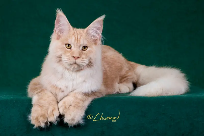 Kronos 9 King Kronos at 6 months of age