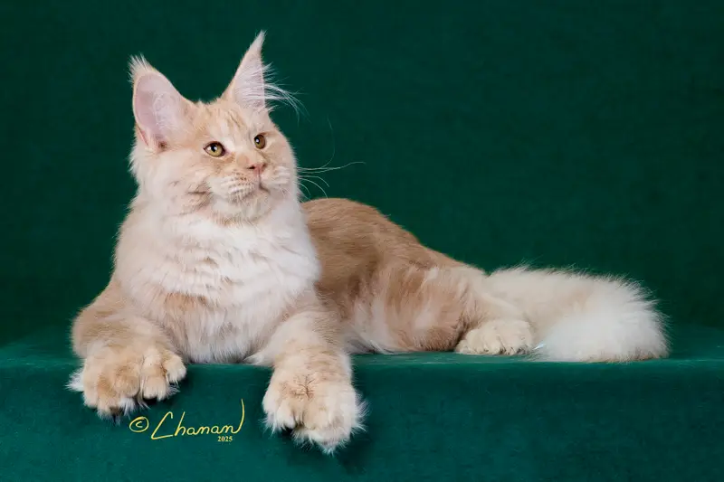 Kronos 8 King Kronos at 6 months of age