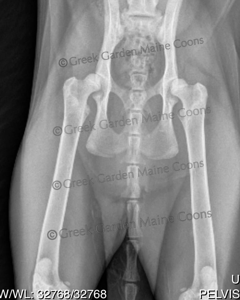 CH Queen Gaia Hips, Graded 1/1 PawPeds
