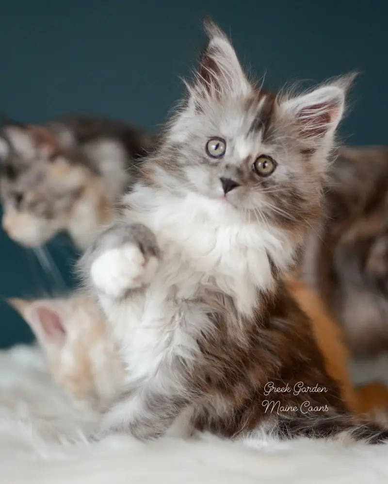 Kittens 11 Greek Garden Nyx, Black Smoke Tortie kitten with white at 8 weeks old, polydactyl