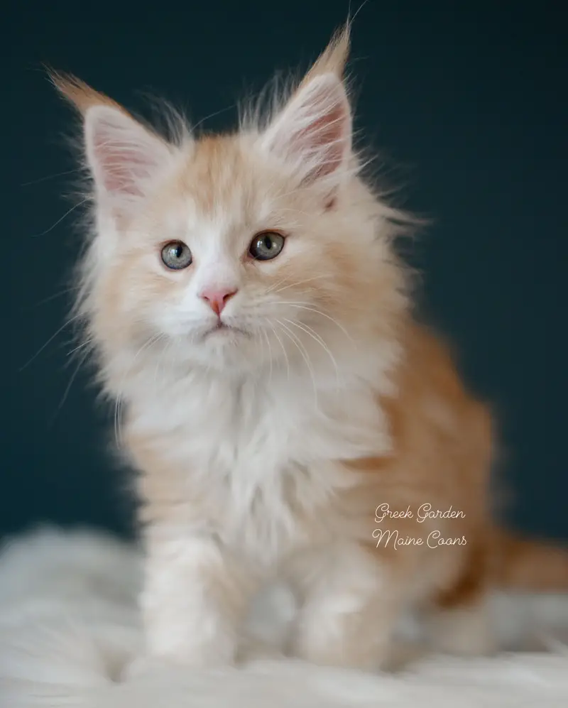 Kittens 3 Greek Garden Elio, Red Silver Classic Tabby Boy Maine Coon kitten at 8 weeks old