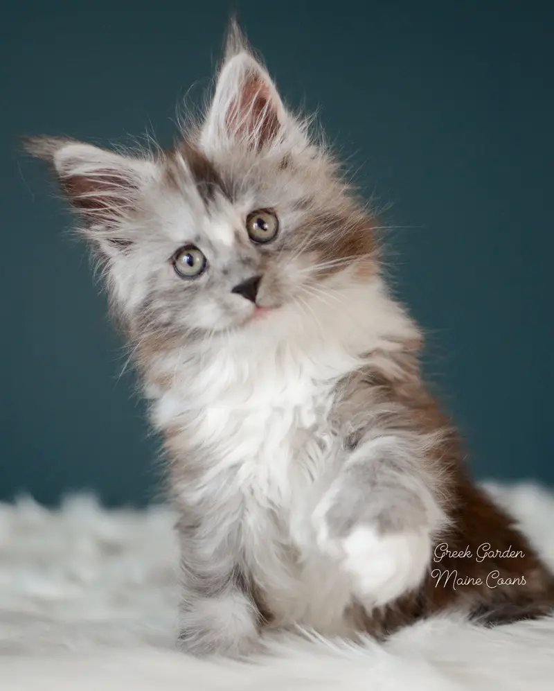Kittens 10 Greek Garden Nyx, Black Smoke Tortie kitten with white at 8 weeks old, polydactyl
