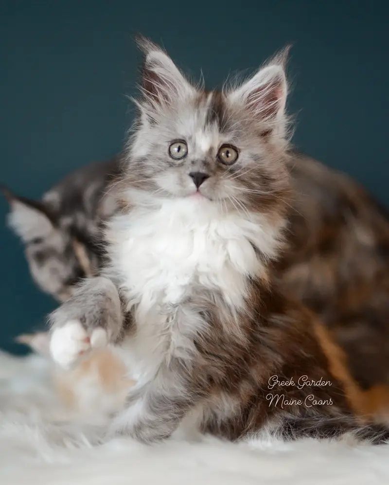 Kittens 13 Greek Garden Nyx, Black Smoke Tortie kitten with white at 8 weeks old, polydactyl