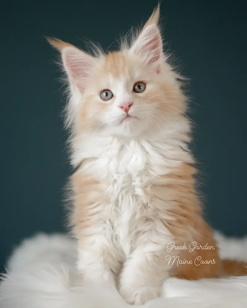 Kittens 4 Greek Garden Elio, Red Silver Classic Tabby Boy Maine Coon kitten at 8 weeks old