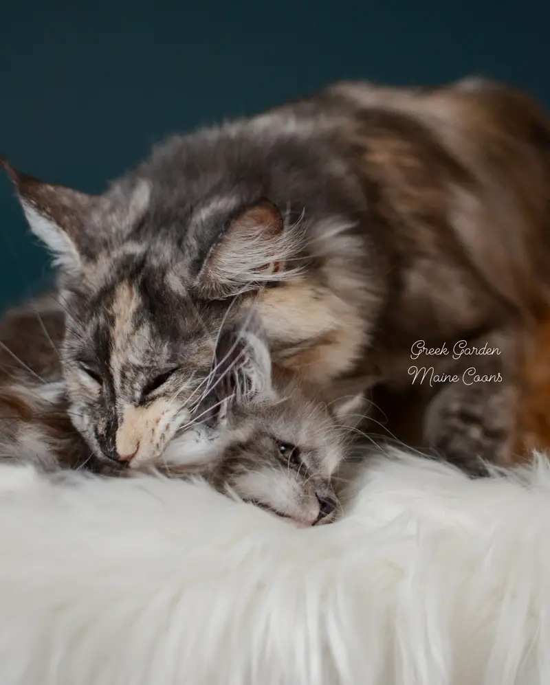 Kittens 14 Greek Garden Nyx, Black Smoke Tortie kitten with white at 8 weeks old, polydactyl