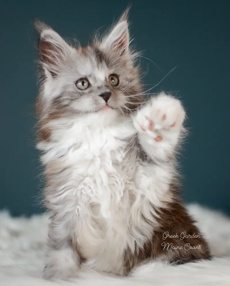 Kittens 7 Greek Garden Nyx, Black Smoke Tortie kitten with white at 8 weeks old, polydactyl