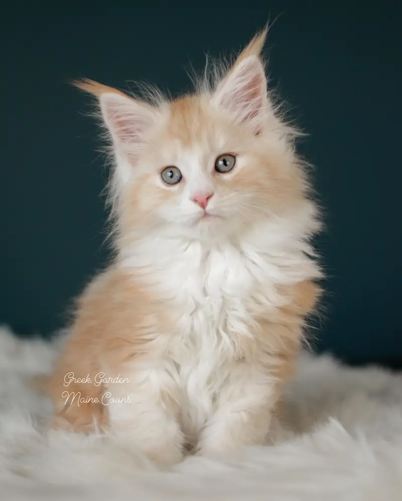 Kittens 2 Greek Garden Elio, Red Silver Classic Tabby Boy Maine Coon kitten at 8 weeks old