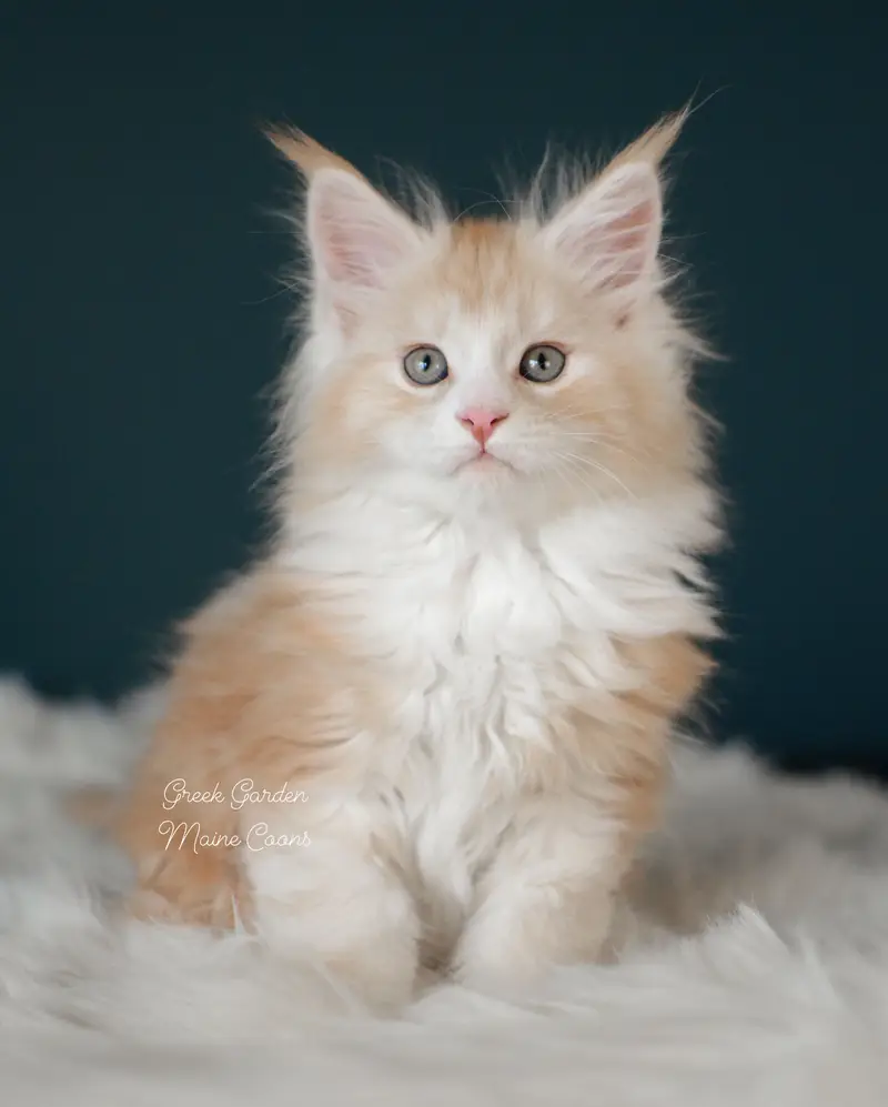 Kittens 1 Greek Garden Elio, Red Silver Classic Tabby Boy Maine Coon kitten at 8 weeks old