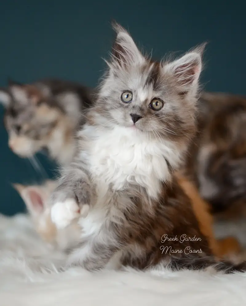 Kittens 12 Greek Garden Nyx, Black Smoke Tortie kitten with white at 8 weeks old, polydactyl