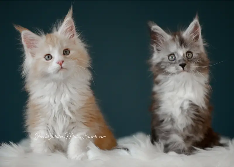 Kittens 5 Greek Garden Nyx and Elio 8 Weeks Old