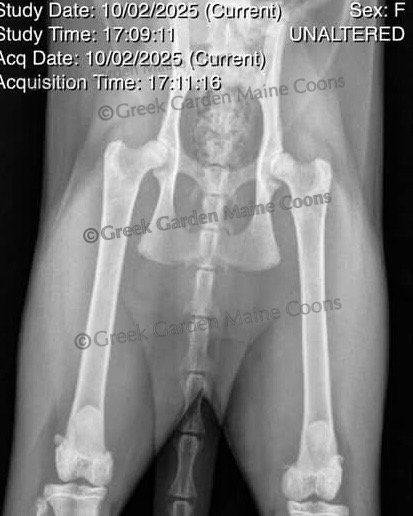 CH Queen Kyra Hip Radiographs, October 2025, age 10 months